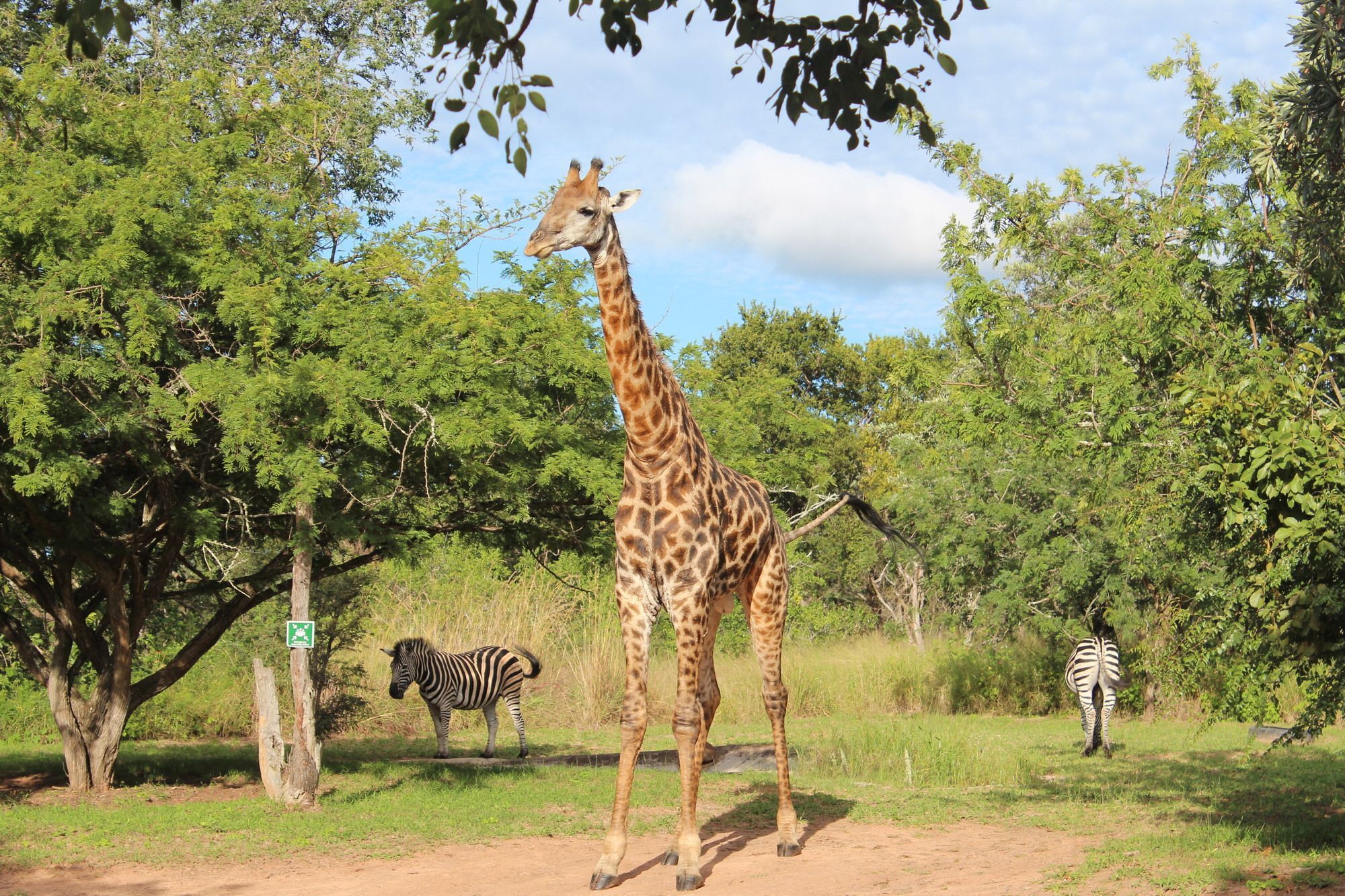 Thornhill Safari Lodge هويدزبروت المظهر الخارجي الصورة